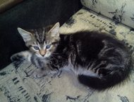  ,  -,    ,  -,   - Scottish Fold (),     , ,  -    