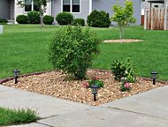 -:  ,      Green Tree  ,  ,      