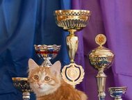 -:   -   -,   WCF.    Olga Afanasieva, Russia (AB WCF); Peter Mo