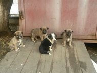            .  , , ,       ., - -  ,  