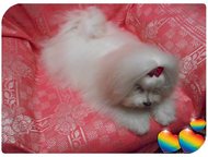 ,     (  , , , , , , , , , , , ,  -  ,  