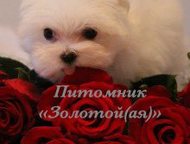  ,         ,    (  )   ,  -  ,  