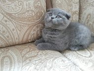 :    5 , ,  , -!   , ,   ,   , 