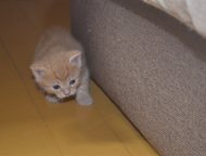 :       .   ,  2- .  - 1, 5 ,     ,  